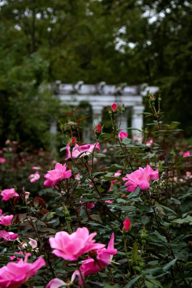 Arboretum Photoshoot — image 2