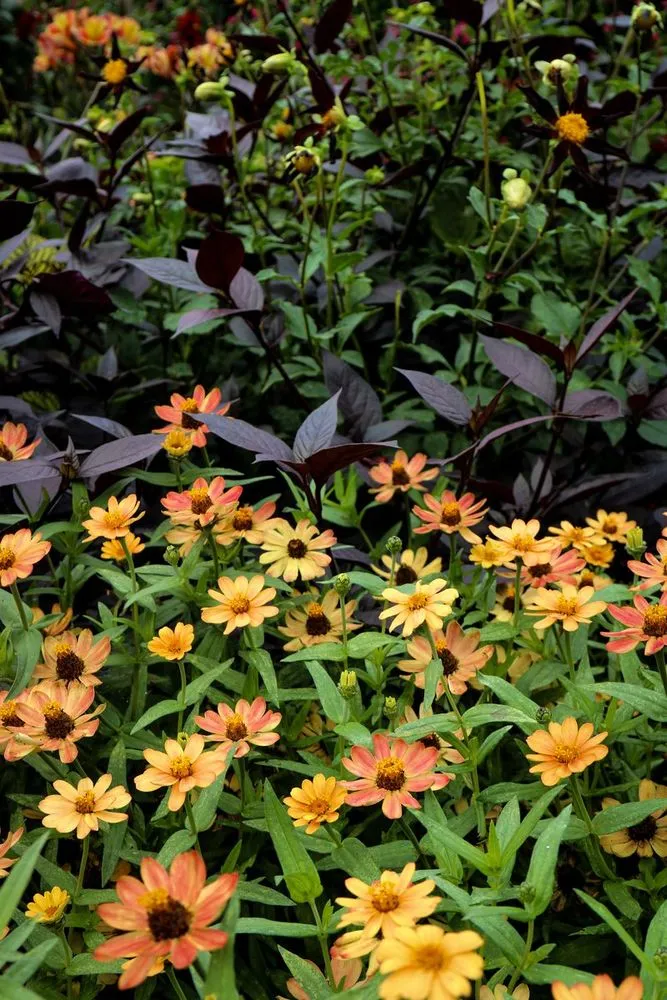 Arboretum Photoshoot — image 3