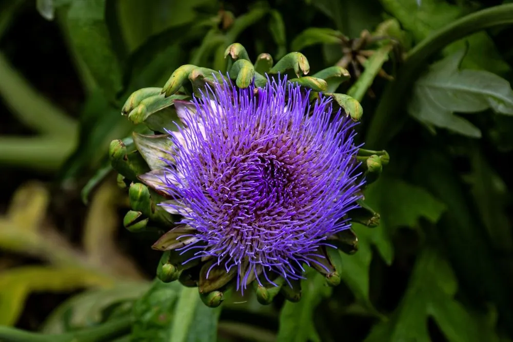 Arboretum Photoshoot — image 4