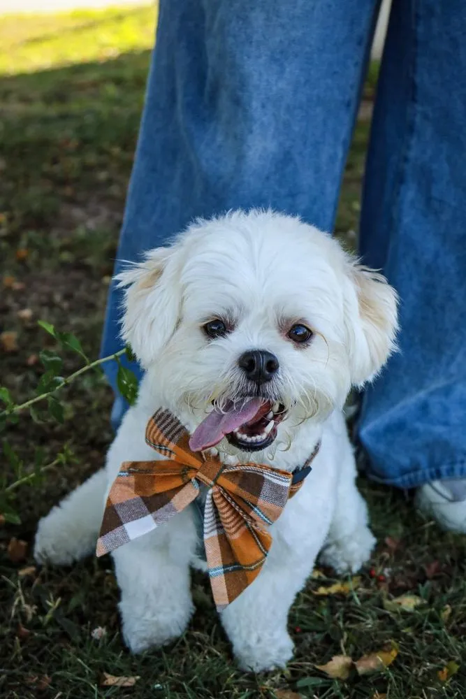 Dog Photoshoot — image 2