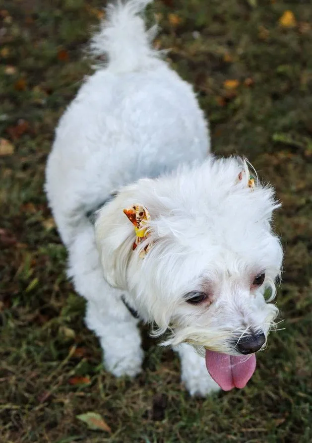 Dog Photoshoot — image 3