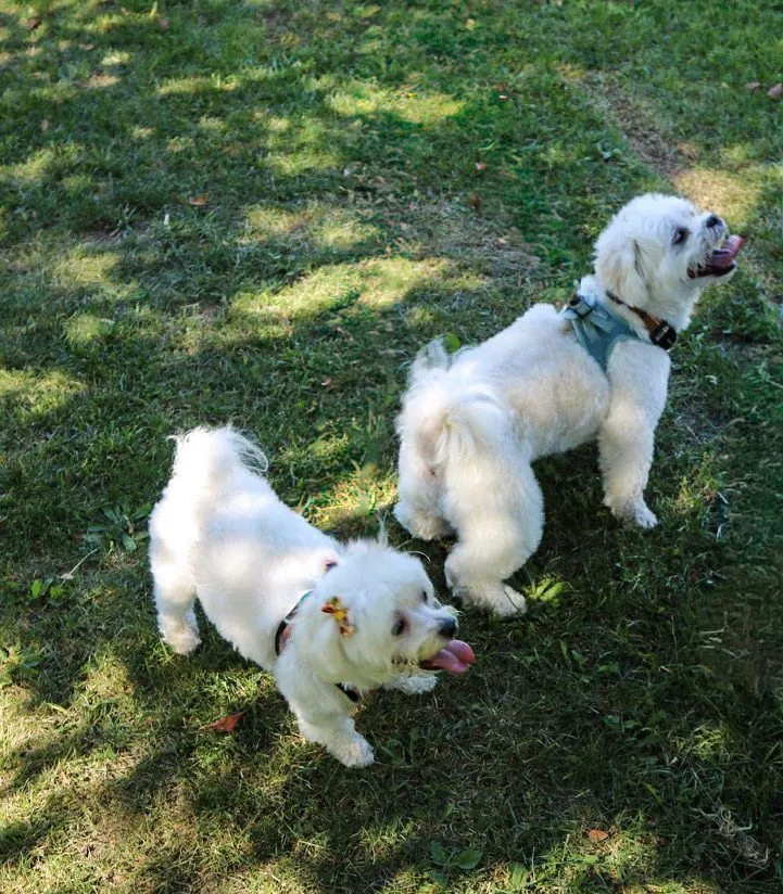 Dog Photoshoot — image 4