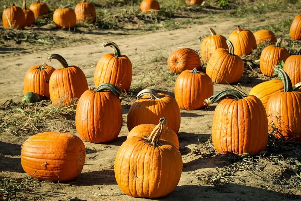 Pumpkin Patch Photoshoot — image 1