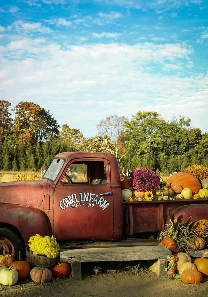 Pumpkin Patch Photoshoot — image 2