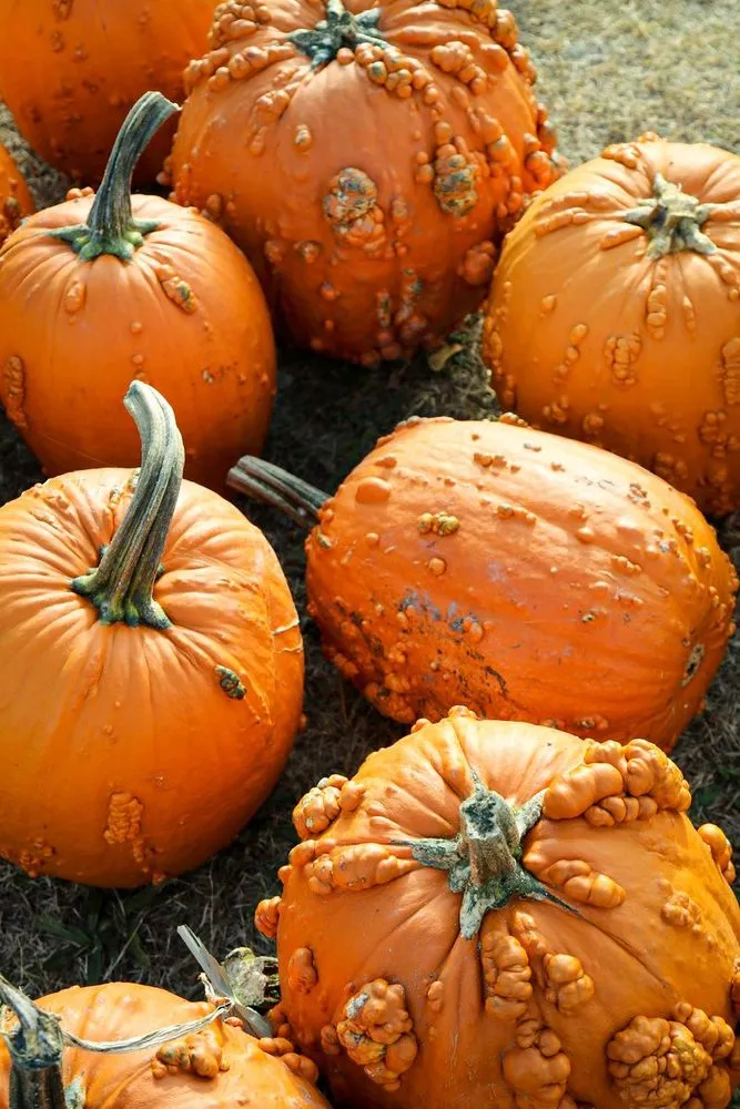Pumpkin Patch Photoshoot — image 3