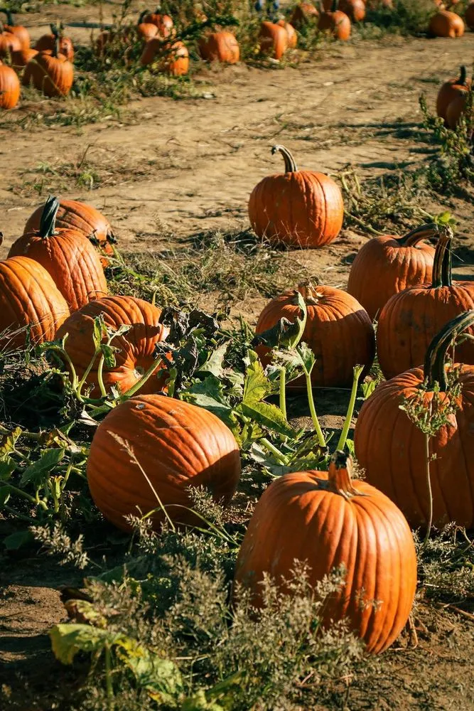 Pumpkin Patch Photoshoot — image 4