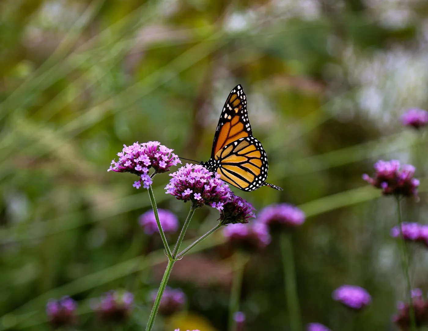 Arboretum Photoshoot