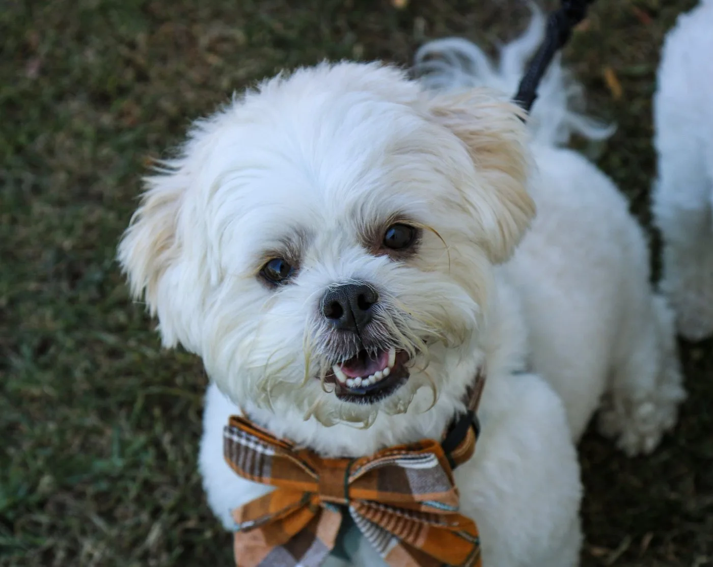 Dog Photoshoot